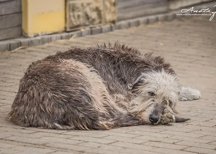 U Kopyta 게스트하우스